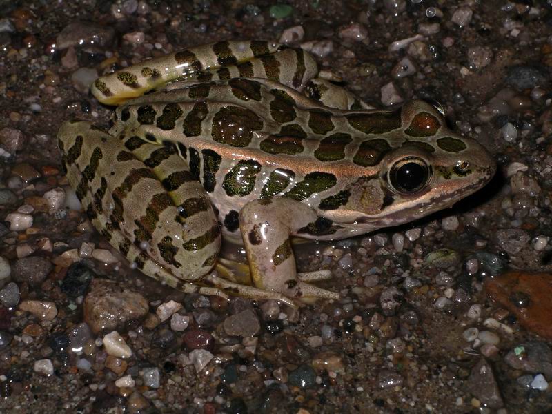 Buckeye Herps Ohio Frogs, Toads and Salamanders A Photographic